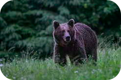 דובים ברומניה