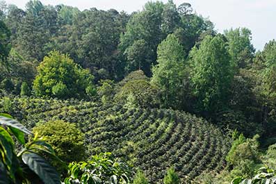 torrefaction Lobodis et logistique - Les personnes en situation de handicap œuvrent à nos côtés - photos ©Ameliegraphie
