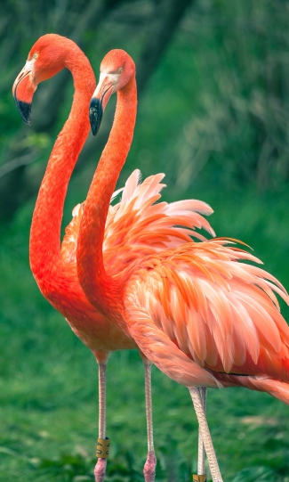 flamingos-6